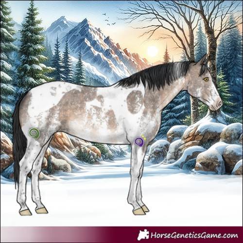 Horse Color:Brown Dun Sabino Tobiano