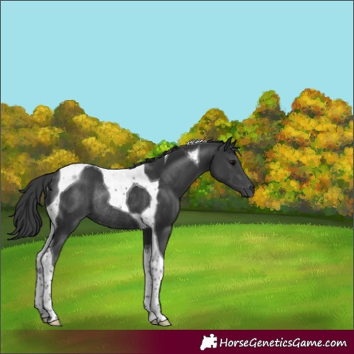 Horse Color:Black Tobiano Rabicano 