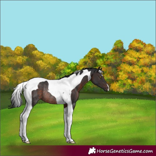 Horse Color:Brown Tobiano Rabicano 
