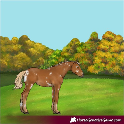 Horse Color:Gray White Spotted Palomino 