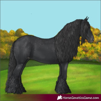 Horse Color:Black Appaloosa Rabicano 