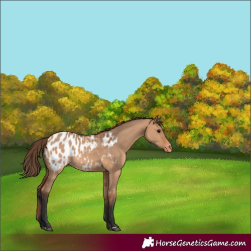 Horse Color:Bay Dun Appaloosa 