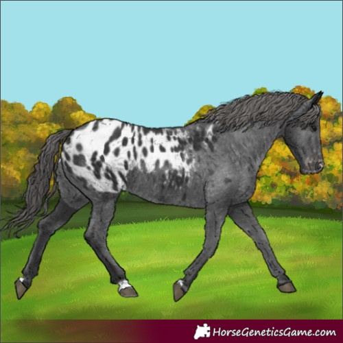 Horse Color:Black Appaloosa Rabicano 