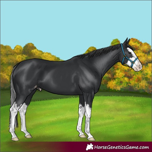 Horse Color:Black Splash Varnish 