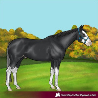 Horse Color:Black Splash Varnish 