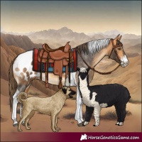 Horse Color:Buckskin Sabino Tobiano Appaloosa Rabicano 