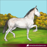 Horse Color:White Spotted Bay Dun Splash