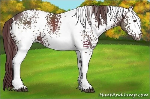 Horse Color:White Spotted Chocolate Black 