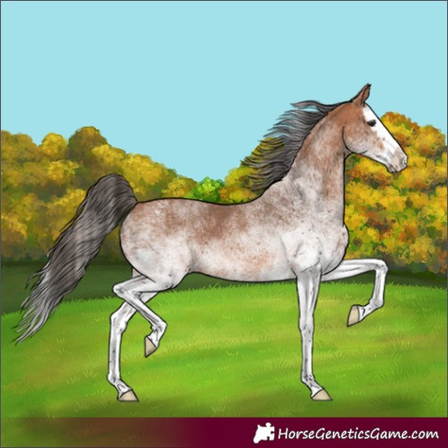 Horse Color:White Spotted Bay Splash 
