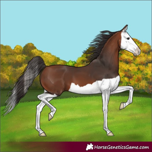 Horse Color:Bay Splash 
