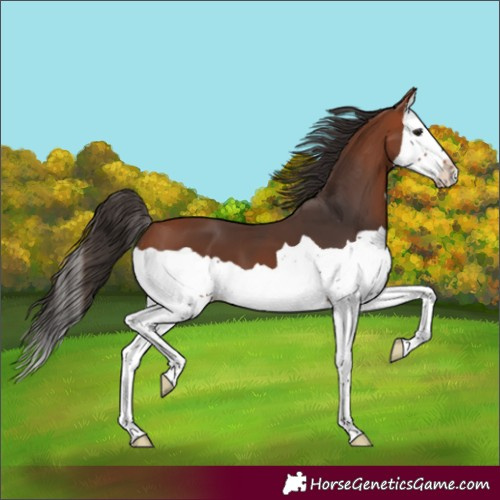 Horse Color:Bay Splash 