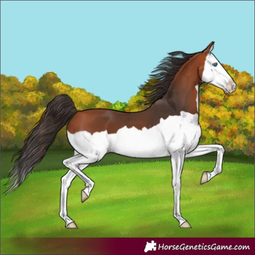 Horse Color:Bay Splash 