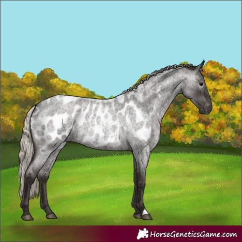Horse Color:Gray Silver Blue Roan Appaloosa 