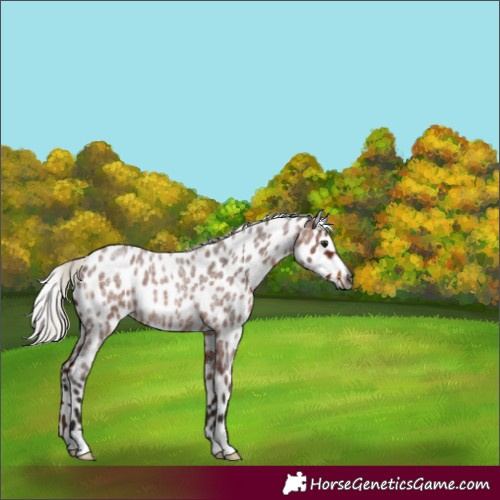 Horse Color:Gray Silver Bay Roan Appaloosa 