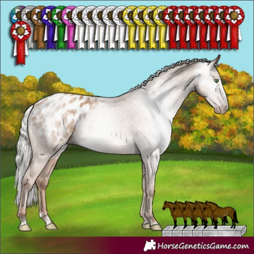 Horse Color:Gray Silver Classic Champagne Appaloosa Rabicano 