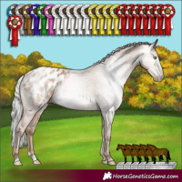 Horse Color:Gray Silver Classic Champagne Appaloosa Rabicano 