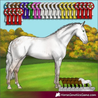 Horse Color:Gray Silver Classic Champagne Appaloosa Rabicano 