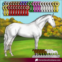 Horse Color:Gray Silver Classic Champagne Varnish Rabicano 
