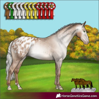 Horse Color:Gray Silver Classic Champagne Appaloosa Rabicano 