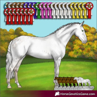 Horse Color:Gray Silver Classic Champagne Appaloosa Rabicano 