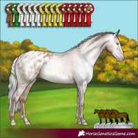 Horse Color:Gray Silver Classic Champagne Appaloosa Rabicano 