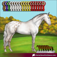 Horse Color:Gray Silver Classic Champagne Appaloosa Rabicano 