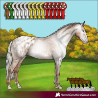 Horse Color:Gray Silver Classic Champagne Appaloosa Rabicano