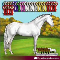 Horse Color:Gray Silver Classic Champagne Appaloosa Rabicano