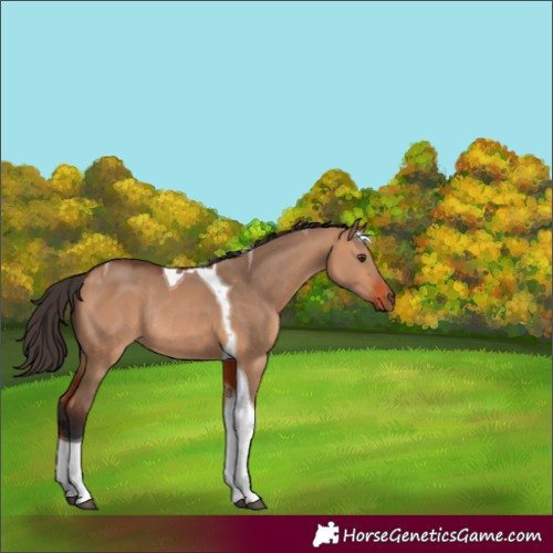 Horse Color:Bay Dun Tobiano Rabicano 