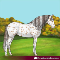 Horse Color:Amber Champagne Near Leopard 