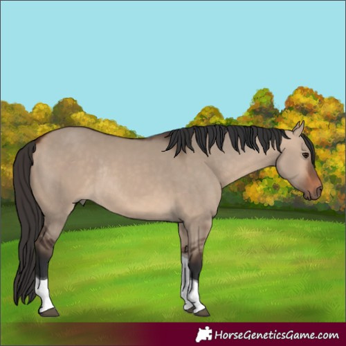 Horse Color:Bay Dun Tobiano Rabicano 