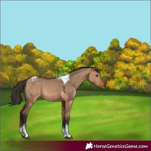 Horse Color:Bay Dun Tobiano Rabicano 