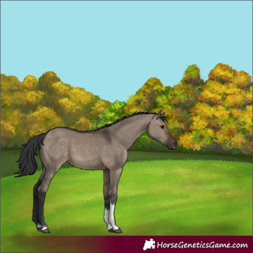 Horse Color:Brown Dun Tobiano Rabicano 