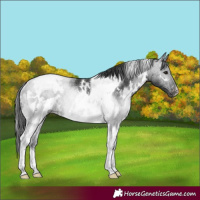Horse Color:White Spotted Black Tobiano Varnish Rabicano 