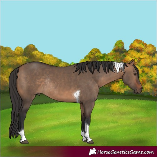 Horse Color:Bay Dun Tobiano Rabicano 