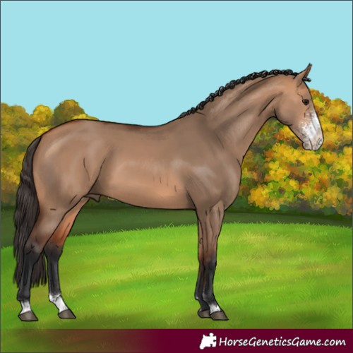 Horse Color:Bay Dun Sabino 
