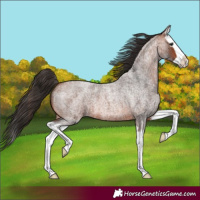 Horse Color:Bay Roan Splash 