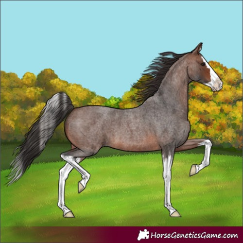 Horse Color:Brown Roan Splash 