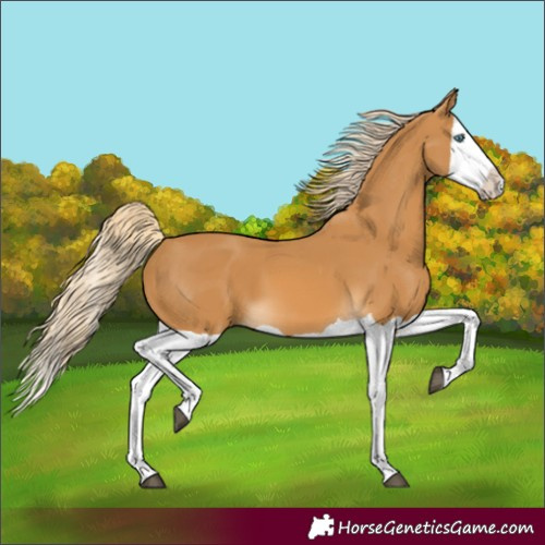 Horse Color:Palomino Splash 