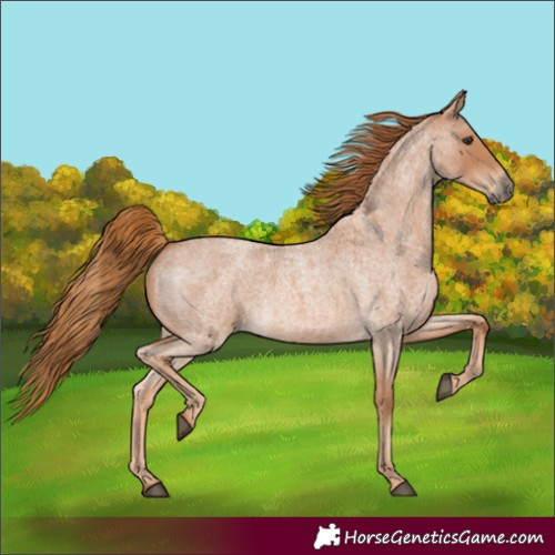 Horse Color:Red Roan 