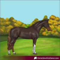 Horse Color:Liver Chestnut Tobiano Rabicano 