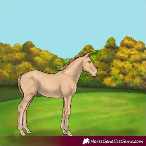 Horse Color:Gold Champagne 
