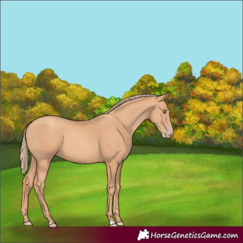 Horse Color:Gold Champagne 