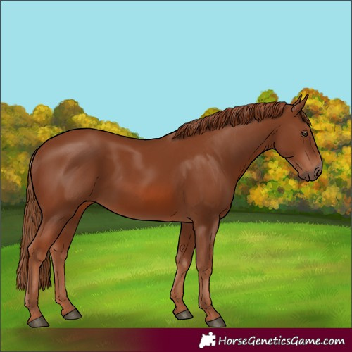 Horse Color:Chestnut 