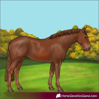 Horse Color:Chestnut 