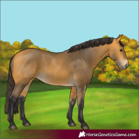 Horse Color:Buckskin 