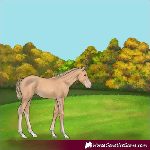Horse Color:Gold Champagne 