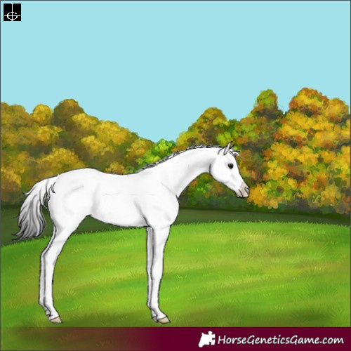 Horse Color:Grullo Sabino Rabicano