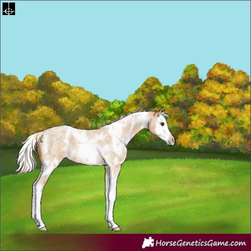 Horse Color:White Spotted Palomino Roan Splash 
