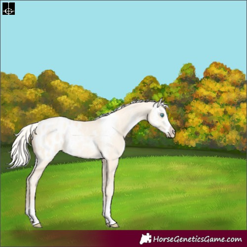 Horse Color:Silver Sable Cream Champagne Pearl Dun Sabino Appaloosa 